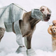 (Photo: DogVacay)